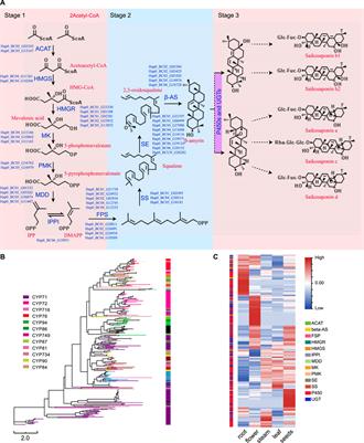 Chromosome-Level Genome Assembly of Bupleurum chinense DC Provides Insights Into the Saikosaponin Biosynthesis